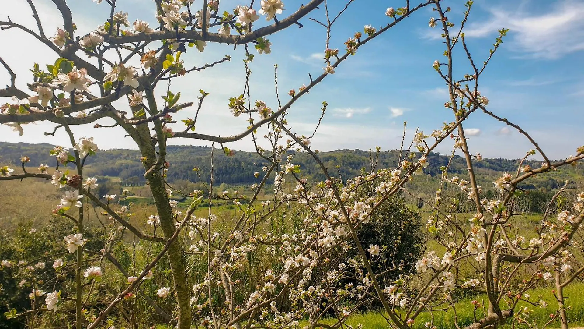 Agriturismo Podere le Tombe Affittacamere Palaia Italia