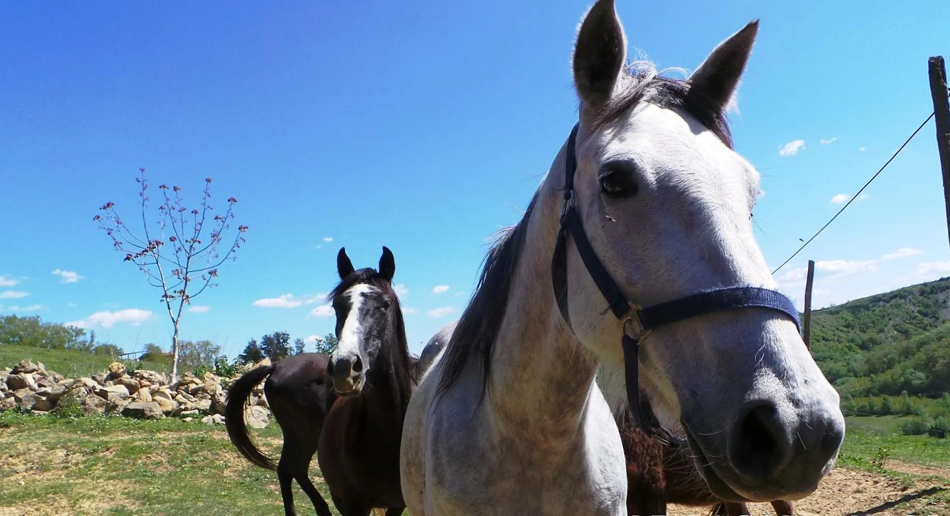 Agriturismo Podere Le Tombe Palaia Country house
