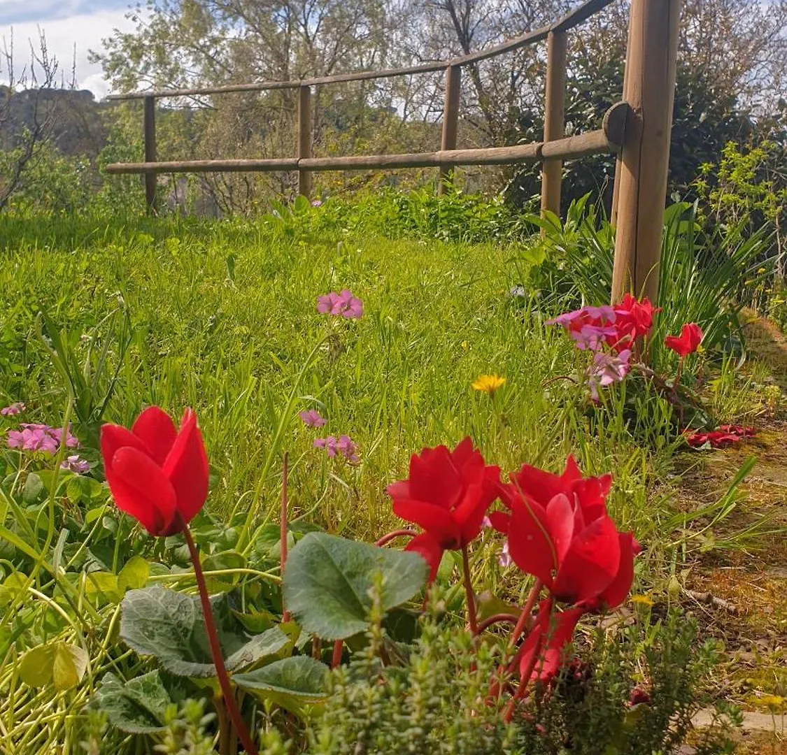 Country house Agriturismo Podere Le Tombe Guest House Palaia Italy